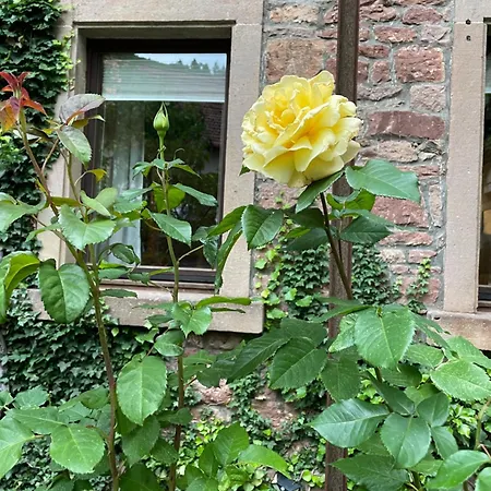 Апартаменты 